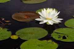 Blooming Lillypad