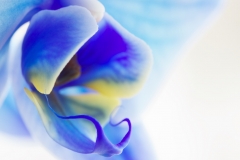 Blue Orchid - Print