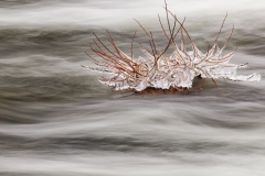 Frozen shrub