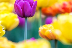 Purple Tulip