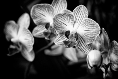 Orchid Bunch